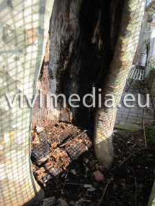 Platano via Rotolo