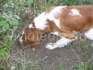 cane-da-tartufo-cava-de'-tirreni-ottobre-2014-vivimedia