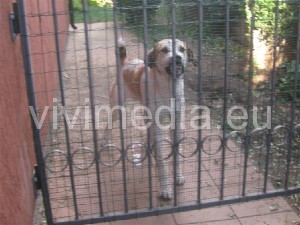cane-da-guardia-vivimedia
