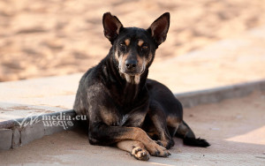 cane-randagio-ottobre-2017-vivimedia